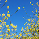 Black Mustard