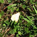 Clouded Sulphur