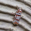 Moth