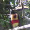 Collared Araçari (Pteroglossus torquatus)