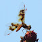 Eastern Amberwing