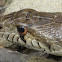 Gopher Snake