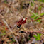 Carolina Saddlebags Dragonfly