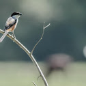 Long-tailed Shrike