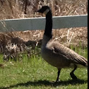 Canada goose