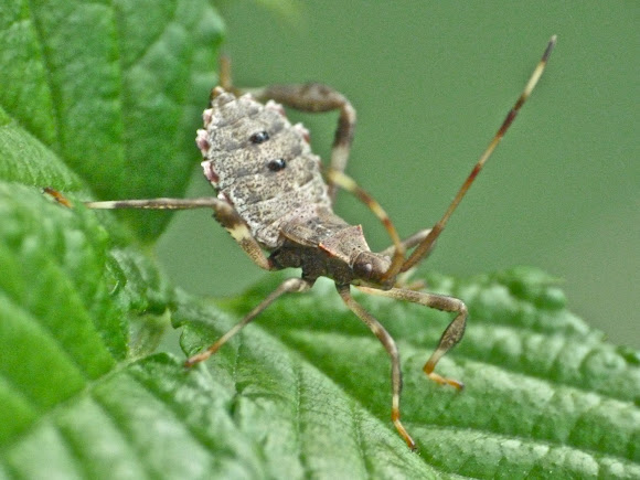 Spotting Image 1