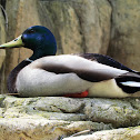Mallard