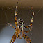 cross orbweaver