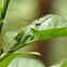 Harvestmen Spider
