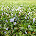Common water hyacinth