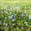 Common water hyacinth