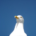 Sea Gull