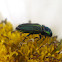 Buprestidae Beetle
