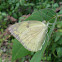 Common Emigrant