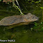 Muskrat