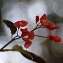 Begonia