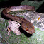 Cat-eyed snake
