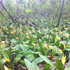 Trout lily