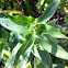 Bee balm
