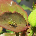 Katydid Nymph