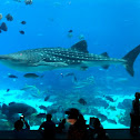 Whale Shark