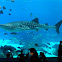 Whale Shark