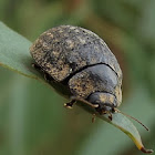 Gum Nut Leaf Beetle