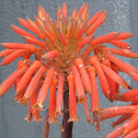 Zebra Aloe Blossoms