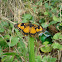 Bordered Patch