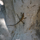 Green Anole