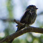 Long-tailed Tit; Mito