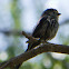 Long-tailed Tit; Mito