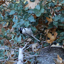 Mountain Chickadee