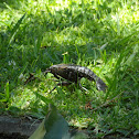 Unknown spotting