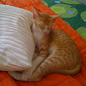 Domestic cat