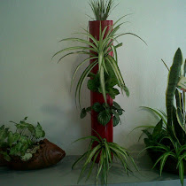 GreenBox looks for  documenting the endemic flora in the state of Chiapas, Mexico