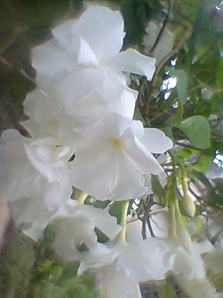 Spotting Image 1