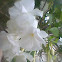 Crape jasmine