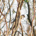 Yellow-rumped Warbler