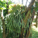 Staghorn Fern