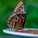 Blue Morpho Butterfly