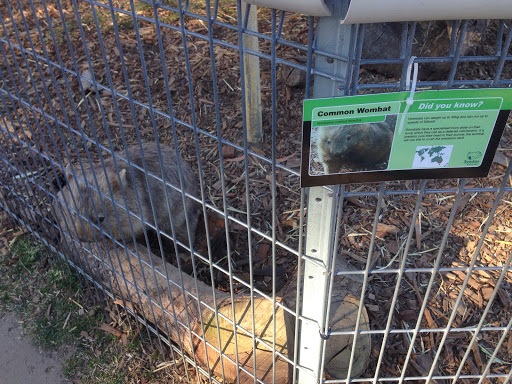 Symbio Zoo Wombat Enclosure