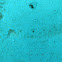 peacock flounder