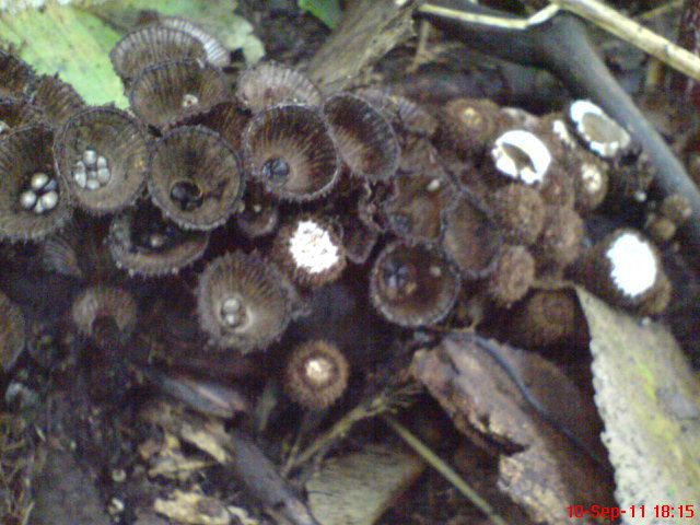 fluted bird's nest