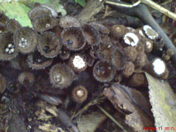 Spotting Image 1