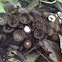 fluted bird's nest