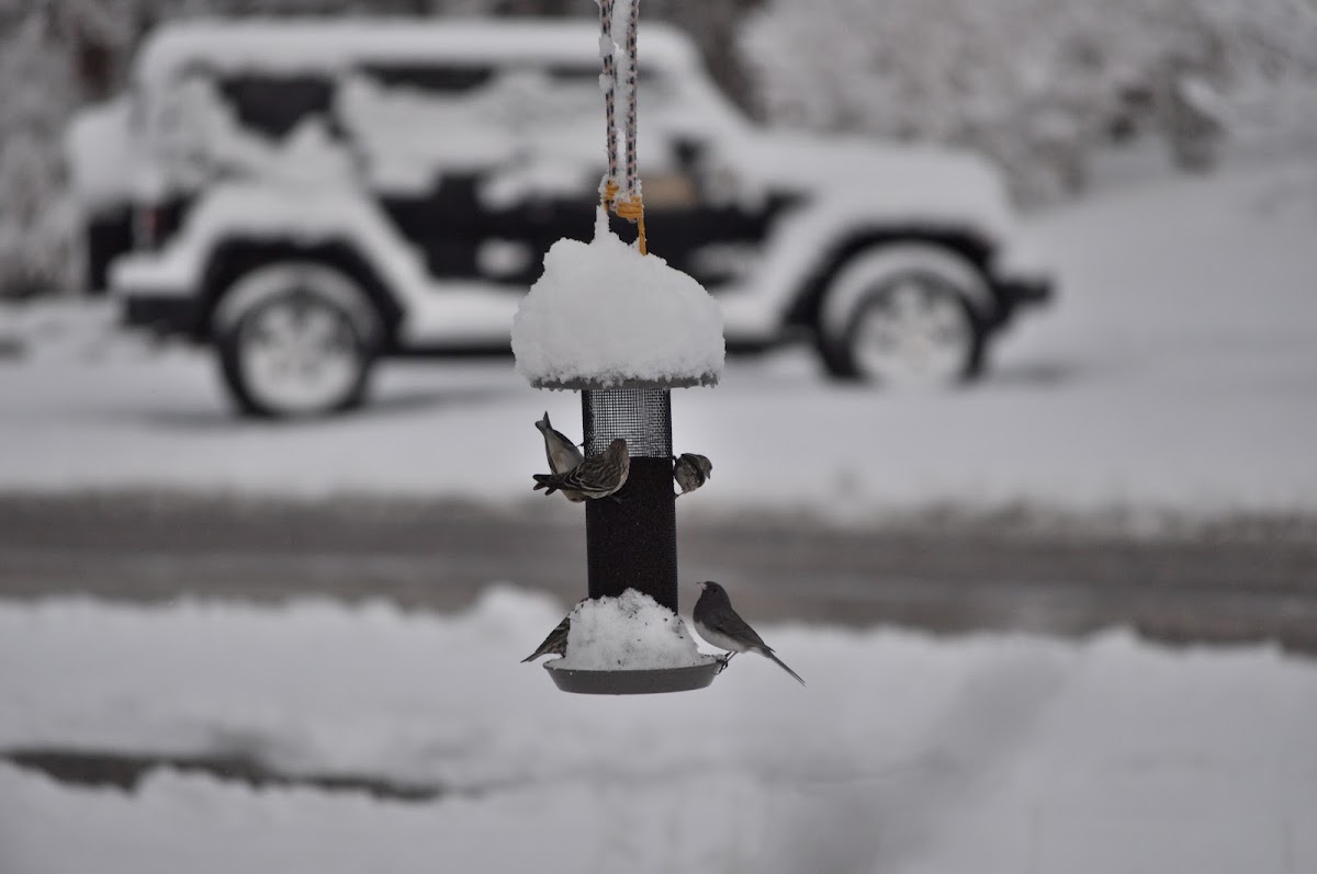 pine siskin and junco