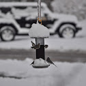 pine siskin and junco
