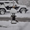 pine siskin and junco