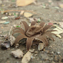 Desert EarthStar